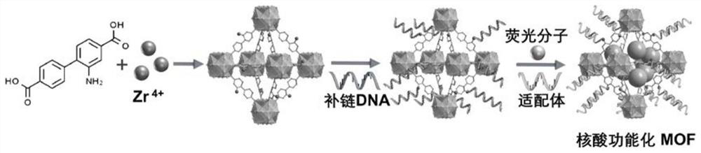 Nucleic acid functionalized MOF (Metal Organic Framework) material as well as preparation and application thereof