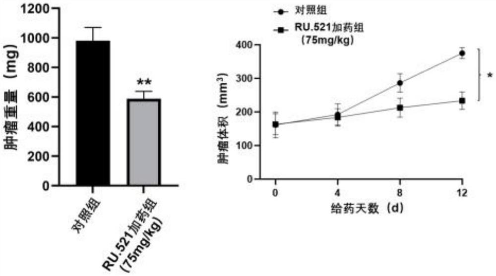 Application of cGAS inhibitor in preparation of medicine for treating T cell lymphoma