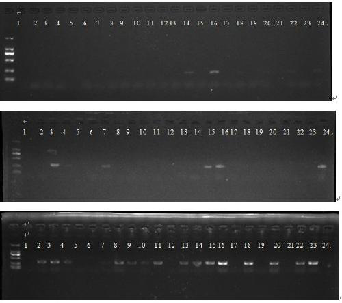 Signature sequences, labeled primers and identification method of thin-shell hickory nut species Sumner