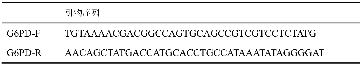 Primer, kit and method for detecting glucose-6-phoshate dehydrogenase deficiency G6PD gene mutation