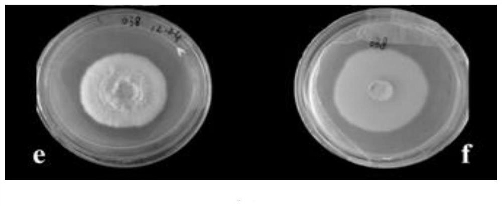 Synergistic control of Beauveria bassiana sb038 and spinosad against common thrips