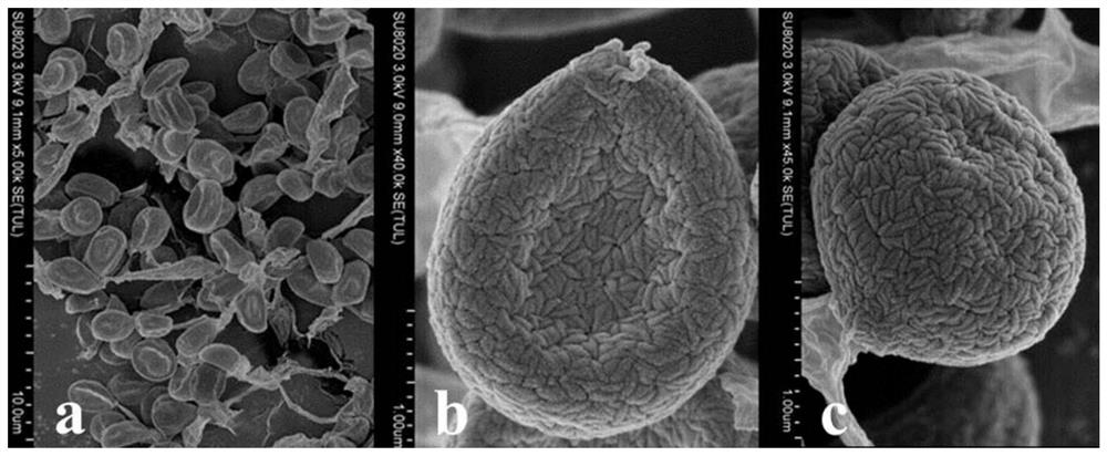 Synergistic control of Beauveria bassiana sb038 and spinosad against common thrips