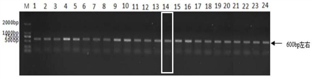 Synergistic control of Beauveria bassiana sb038 and spinosad against common thrips