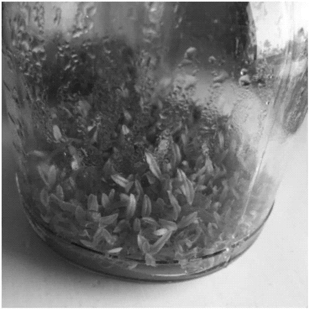 Tissue culture and rapid propagation method of micro tubers of rhizoma bletillae