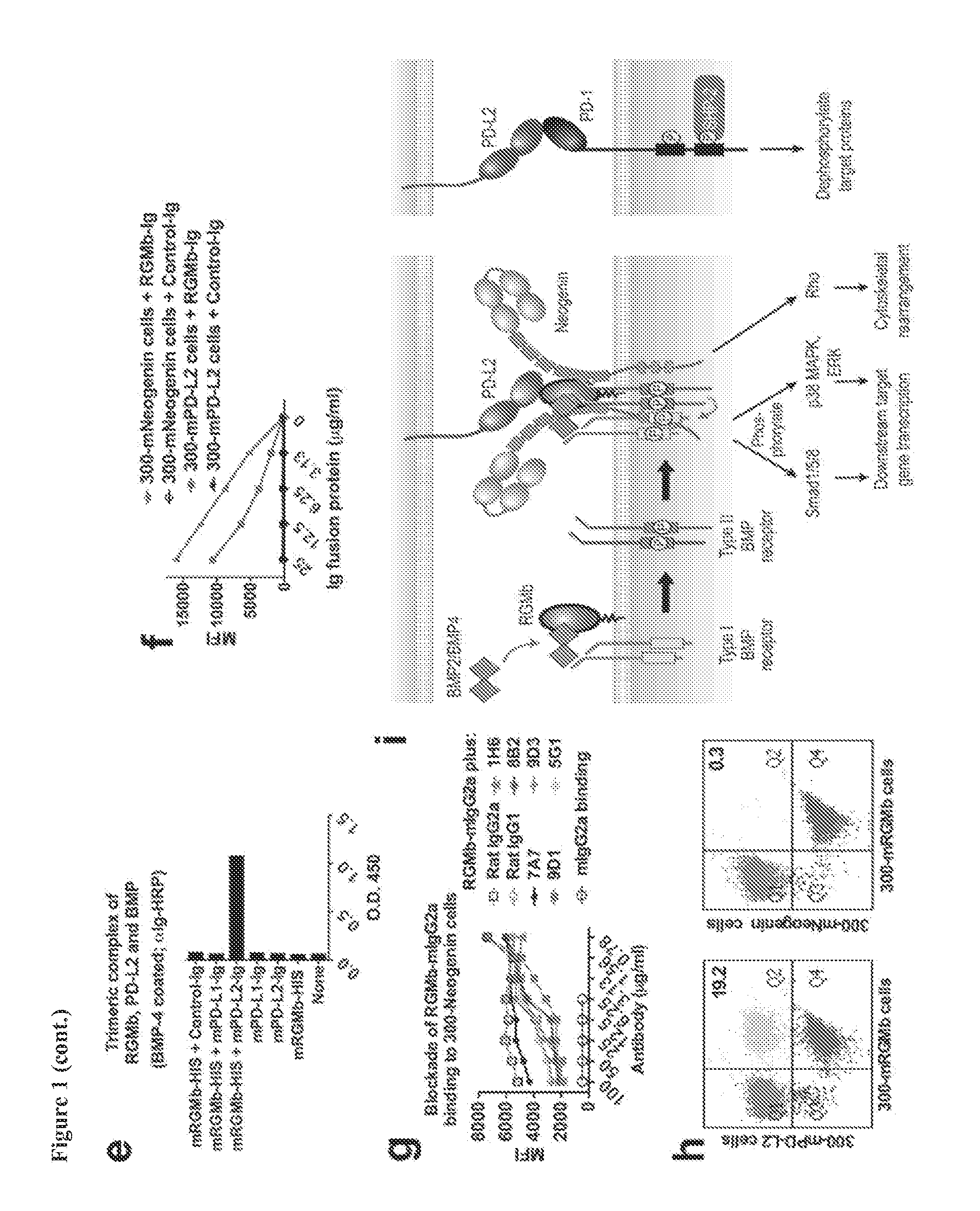AGENTS THAT MODULATE RGMb-NEOGENIN-BMP SIGNALING AND METHODS OF USE THEREOF