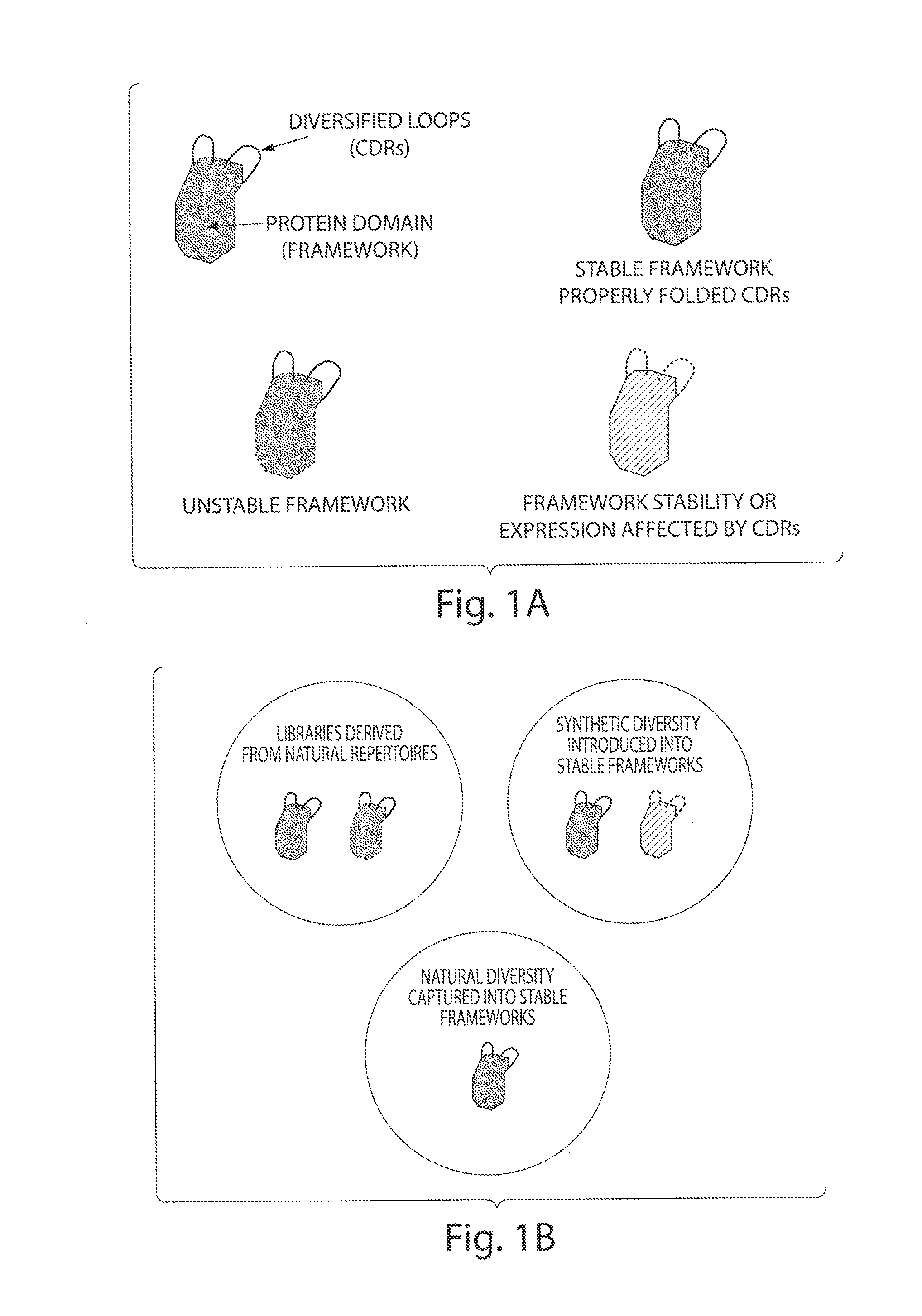 Synthetic polypeptide libraries and methods for generating naturally diversified polypeptide variants