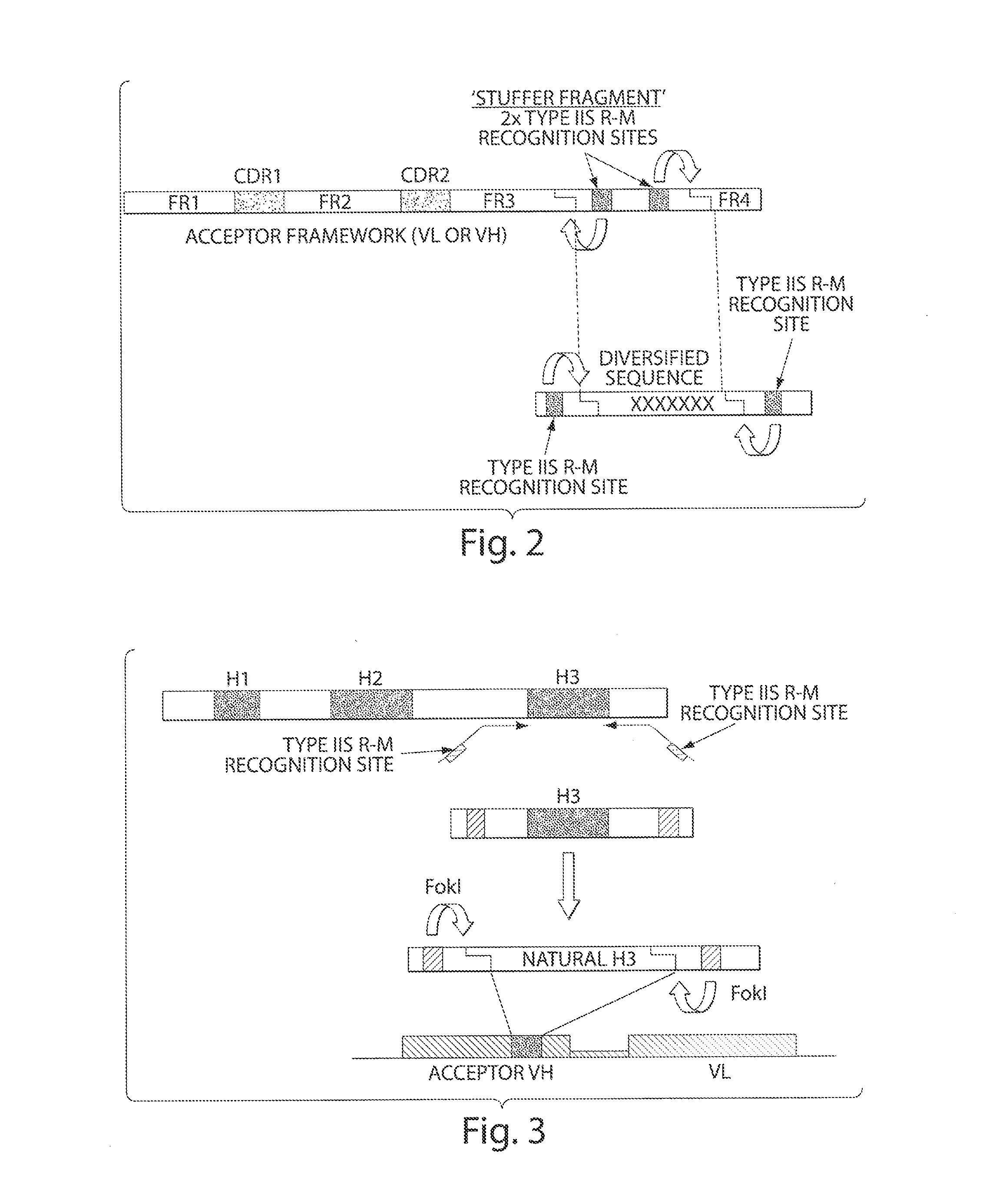 Synthetic polypeptide libraries and methods for generating naturally diversified polypeptide variants