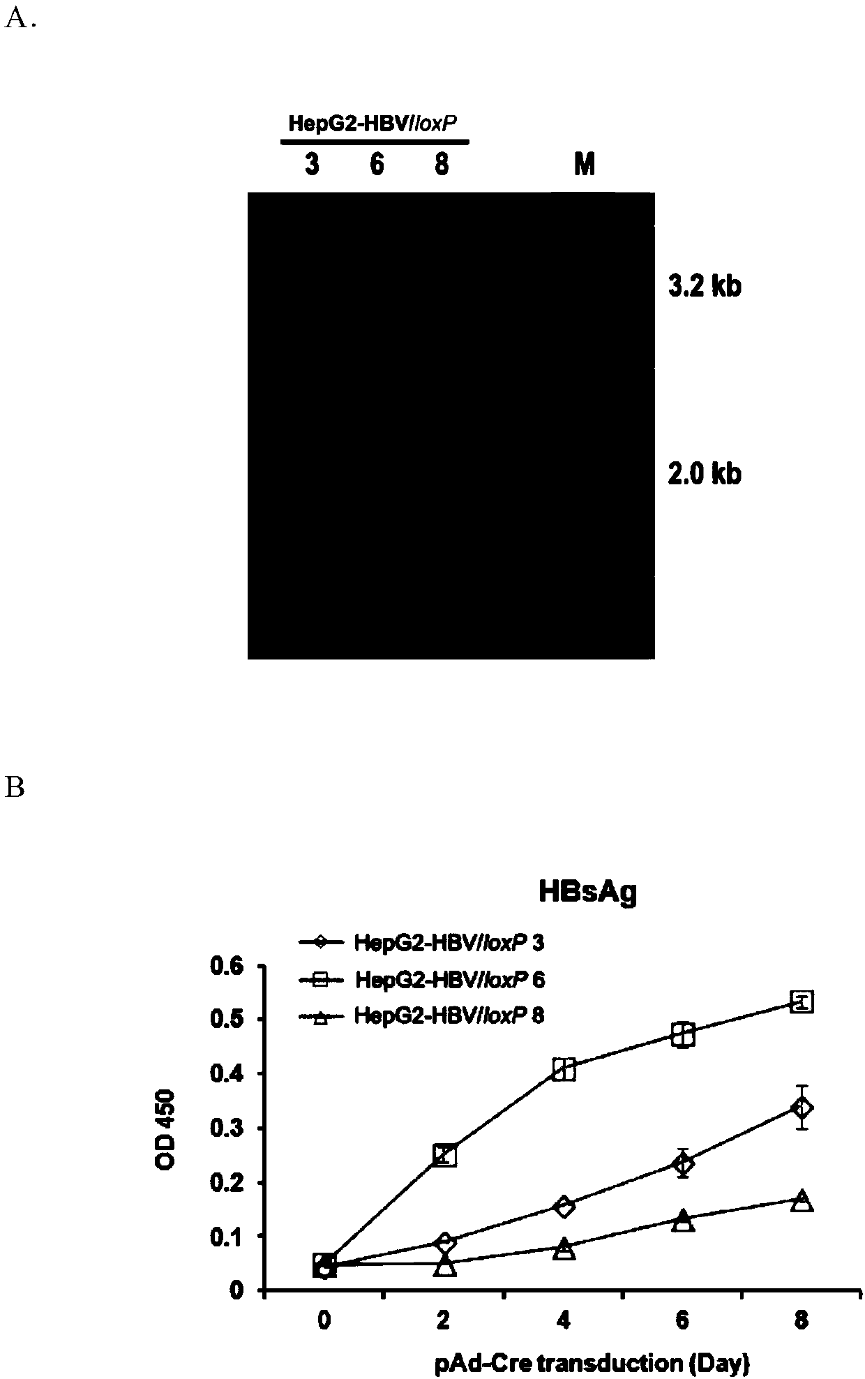 Cell system for simply and efficiently generating hepatitis B virus (HBV) recombinant cccDNA