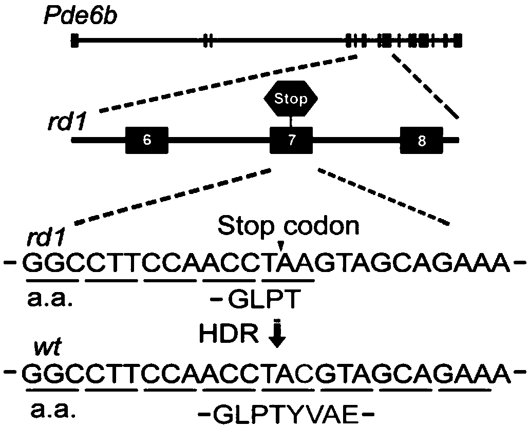 Gene editing composition or kit for in vivo gene therapy