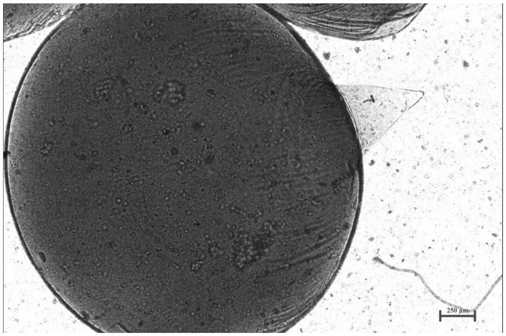 Composite microcarrier for manufacturing cell culture meat and preparation method of composite microcarrier