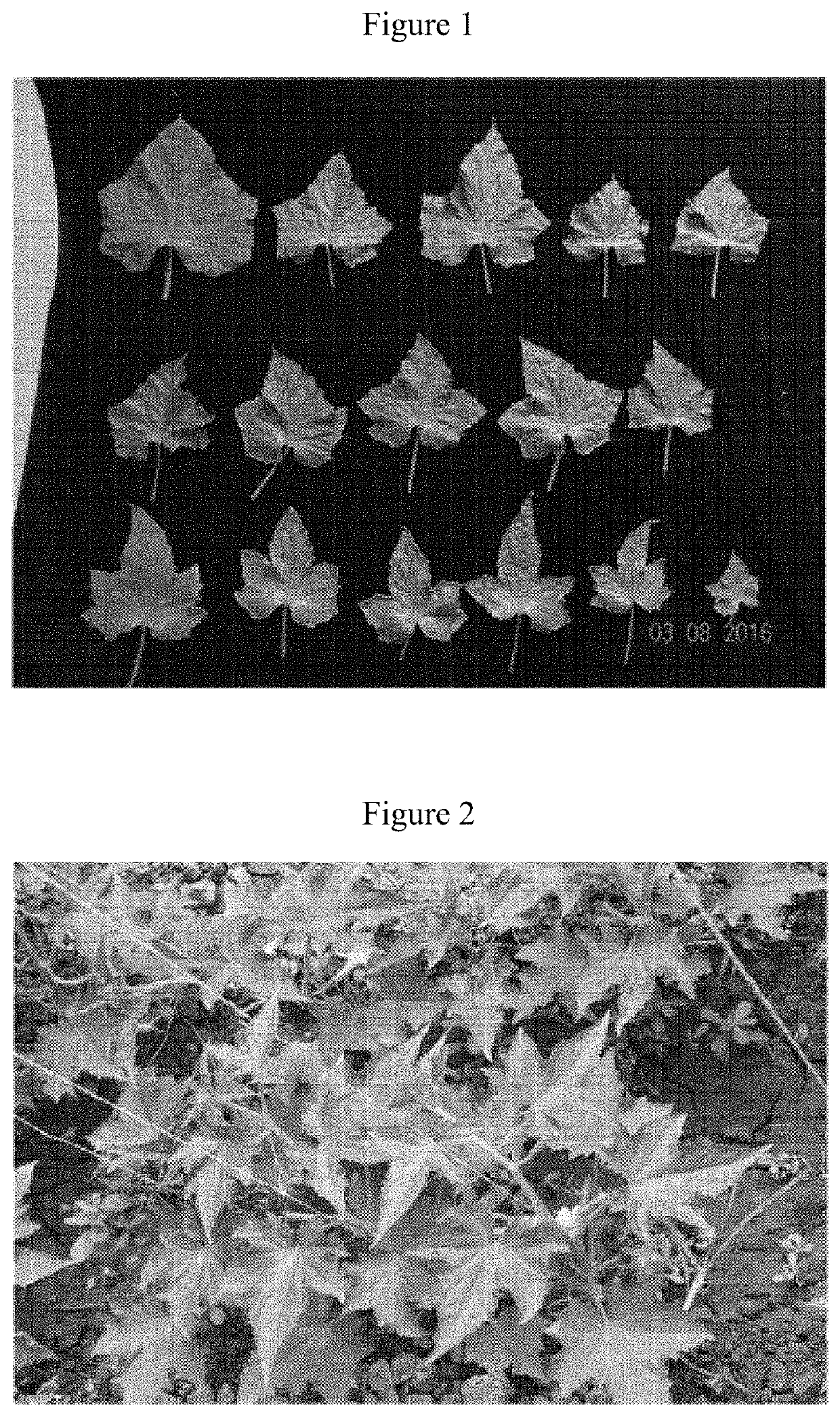 Maple-leaf-type cucumber plant