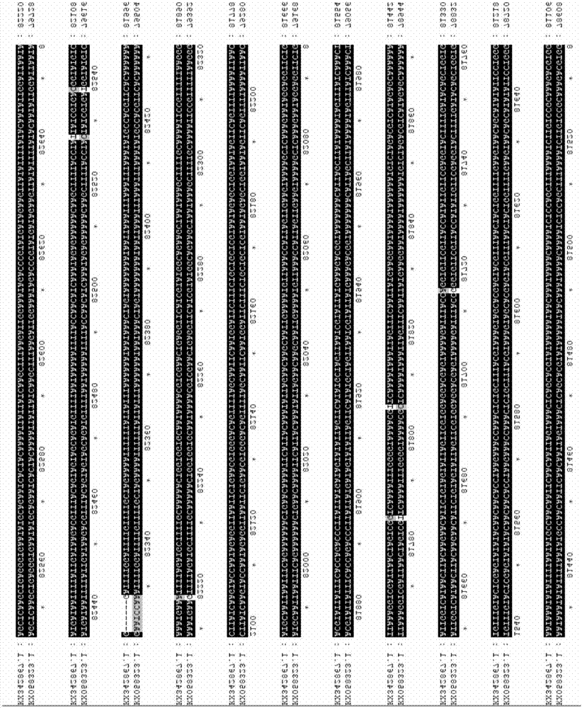 Primer pair for identifying enteromorpha sibling species, DNA (Deoxyribonucleic Acid) bar code, and application and detection methods thereof