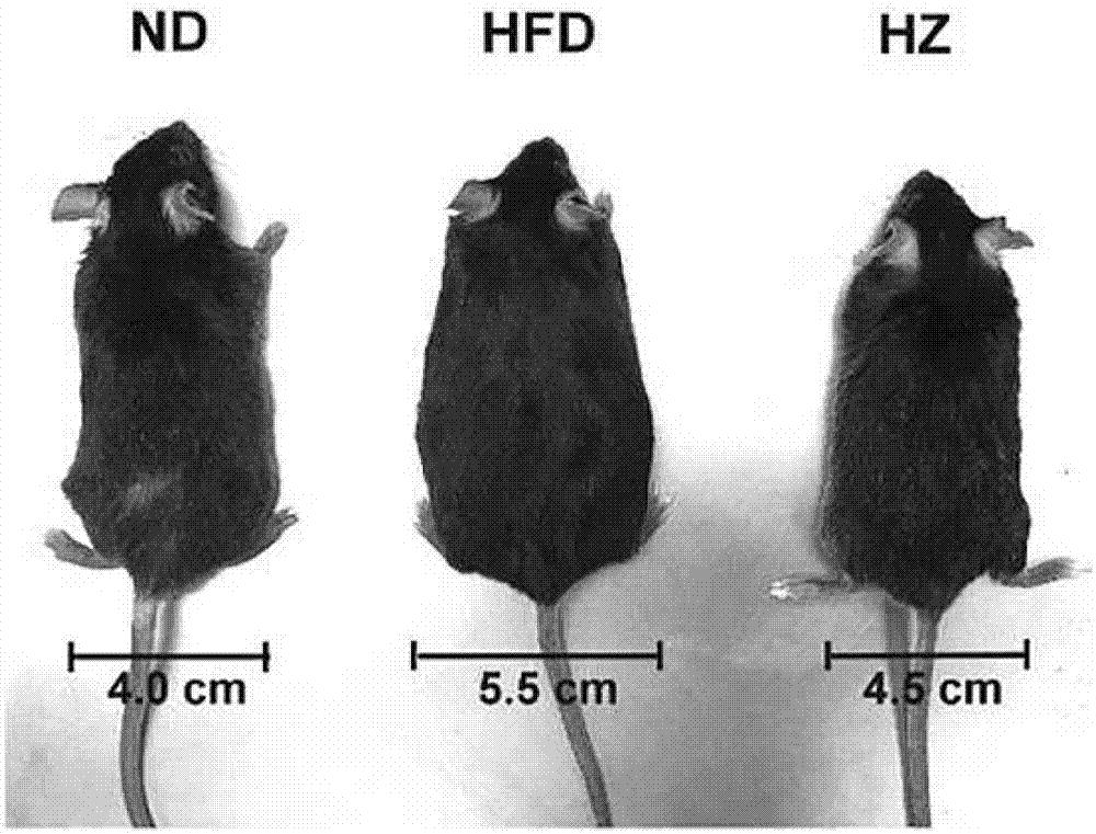 Use of helminthostachys zeylanica, ugonins or flavone-based compounds for the treatment or prevention of metabolic diseases