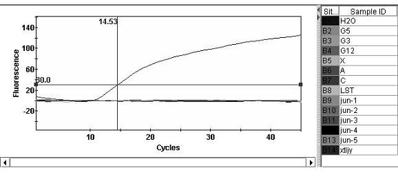 Primers and probe used for real-time fluorescent PCR assay of apricot chlorotic leafroll phtoplasma and method thereof