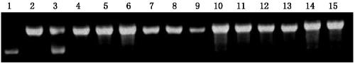 Molecular marker and application of rice amylose content micro-controlling gene agpl3