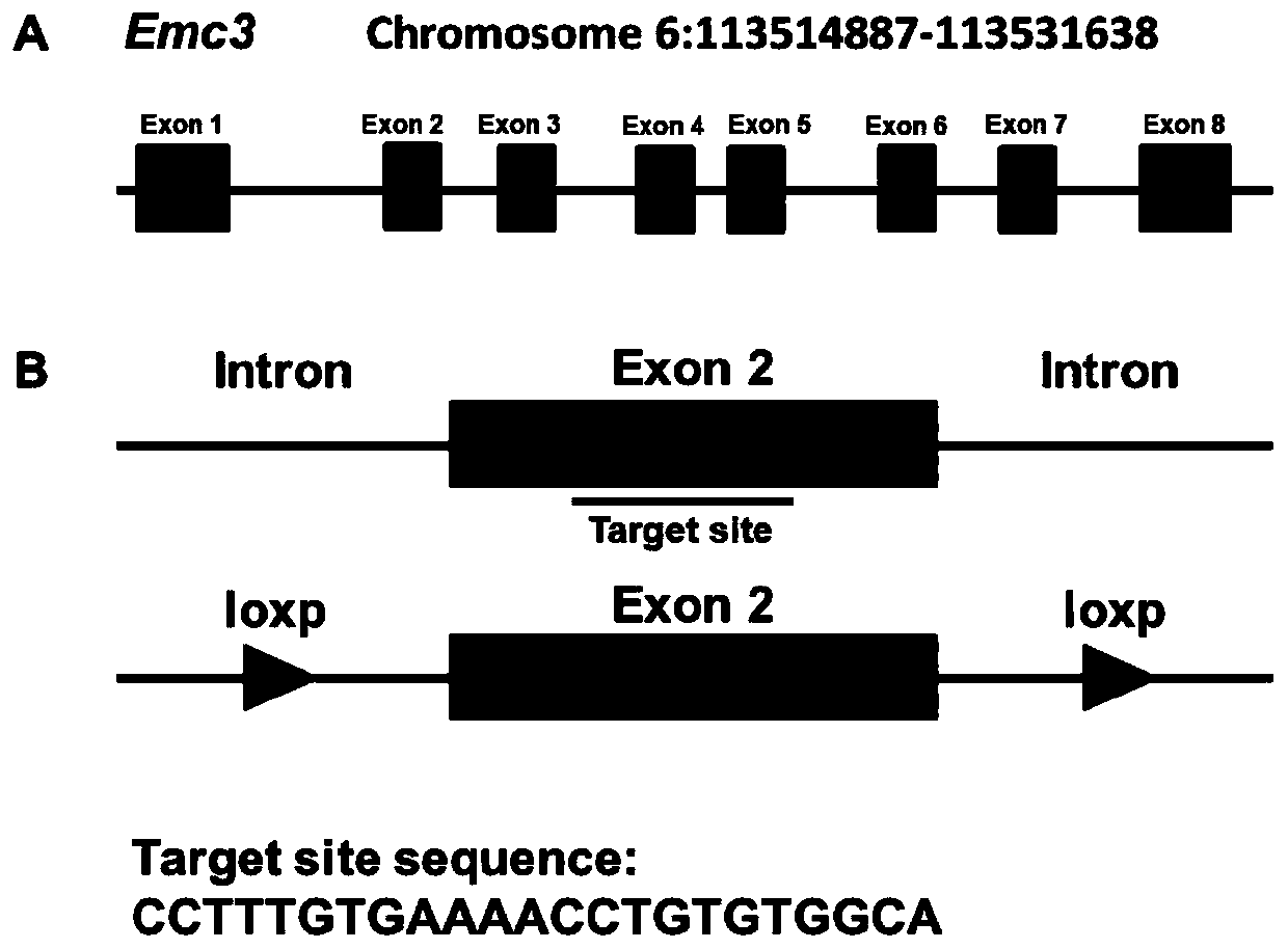 Method for constructing disease model on basis of gene operation strategy and application