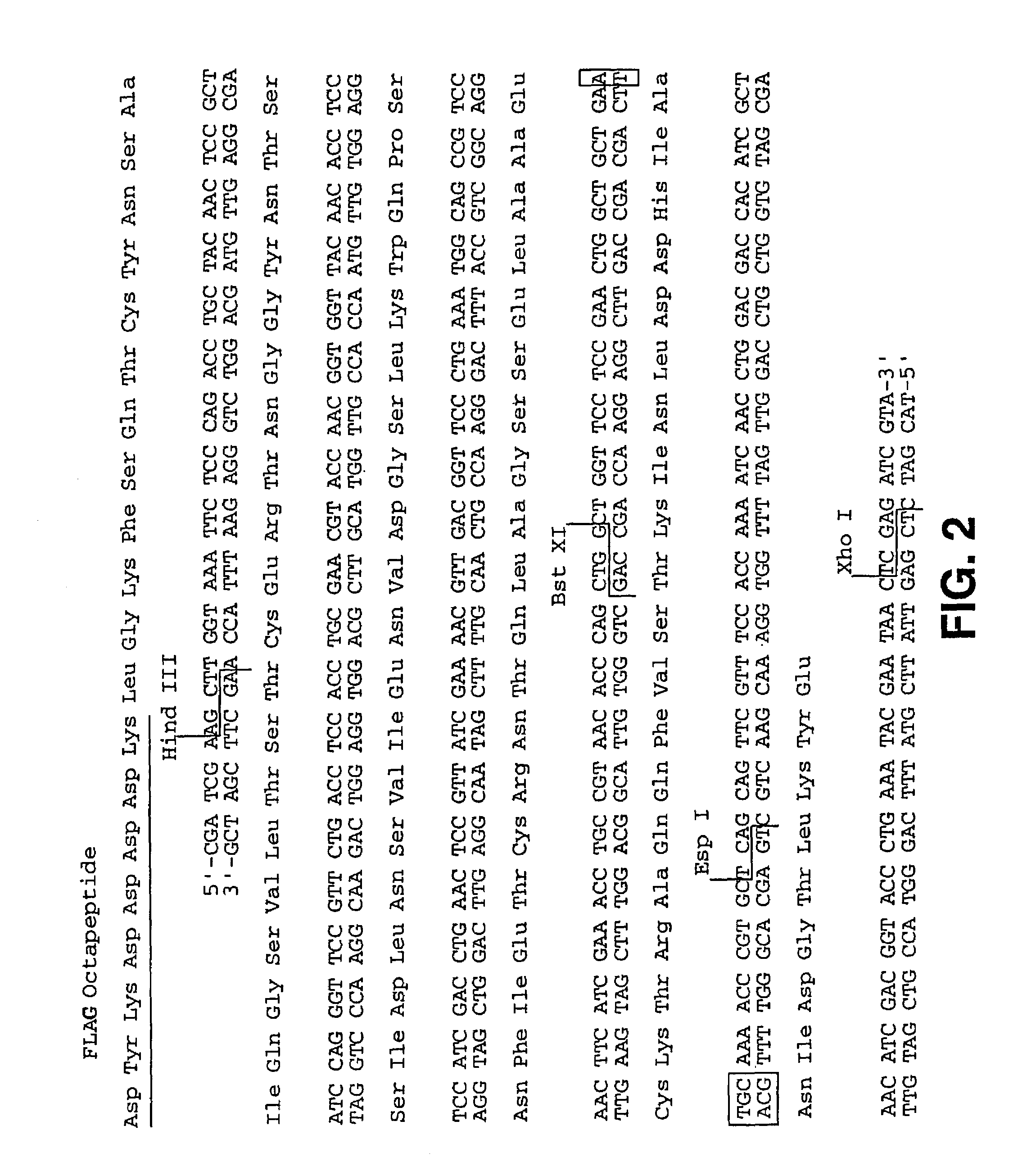Cyanovirin conjugates and matrix-anchored cyanovirin and related compositions and methods of use