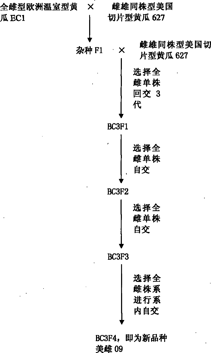 Cultivation and application of full-female American sliced cucumber (American-female 09)