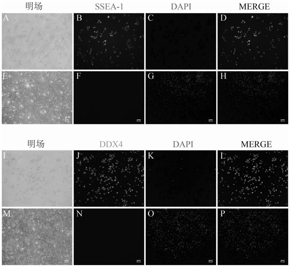 Application of vascular endothelial growth factor in promoting the proliferation and migration of chicken primordial germ cells