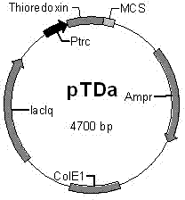 Parathyroid hormone (PTH) derivative