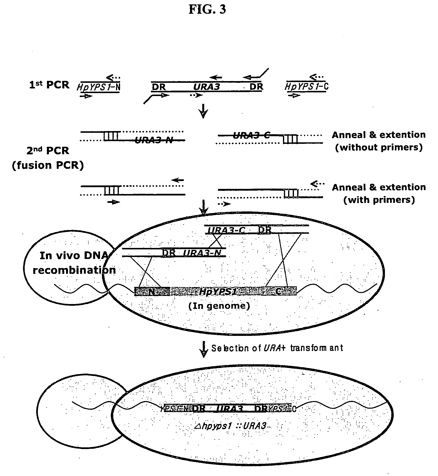 Hansenula polymorpha yapsin deficient mutant strain and process for the preparation of recombinant proteins using the same