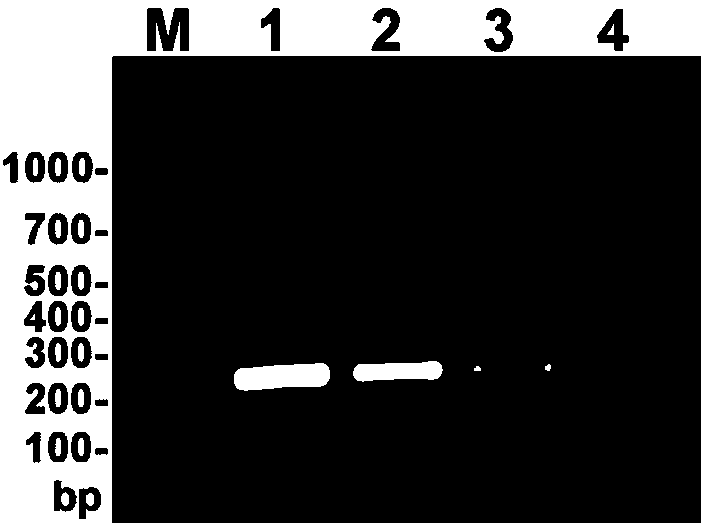 Specific PCR primers for Plasmodiophora brassicae Woron and detection method