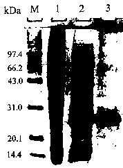 Cold-adapted peroxiredoxin as well as coding gene and application thereof