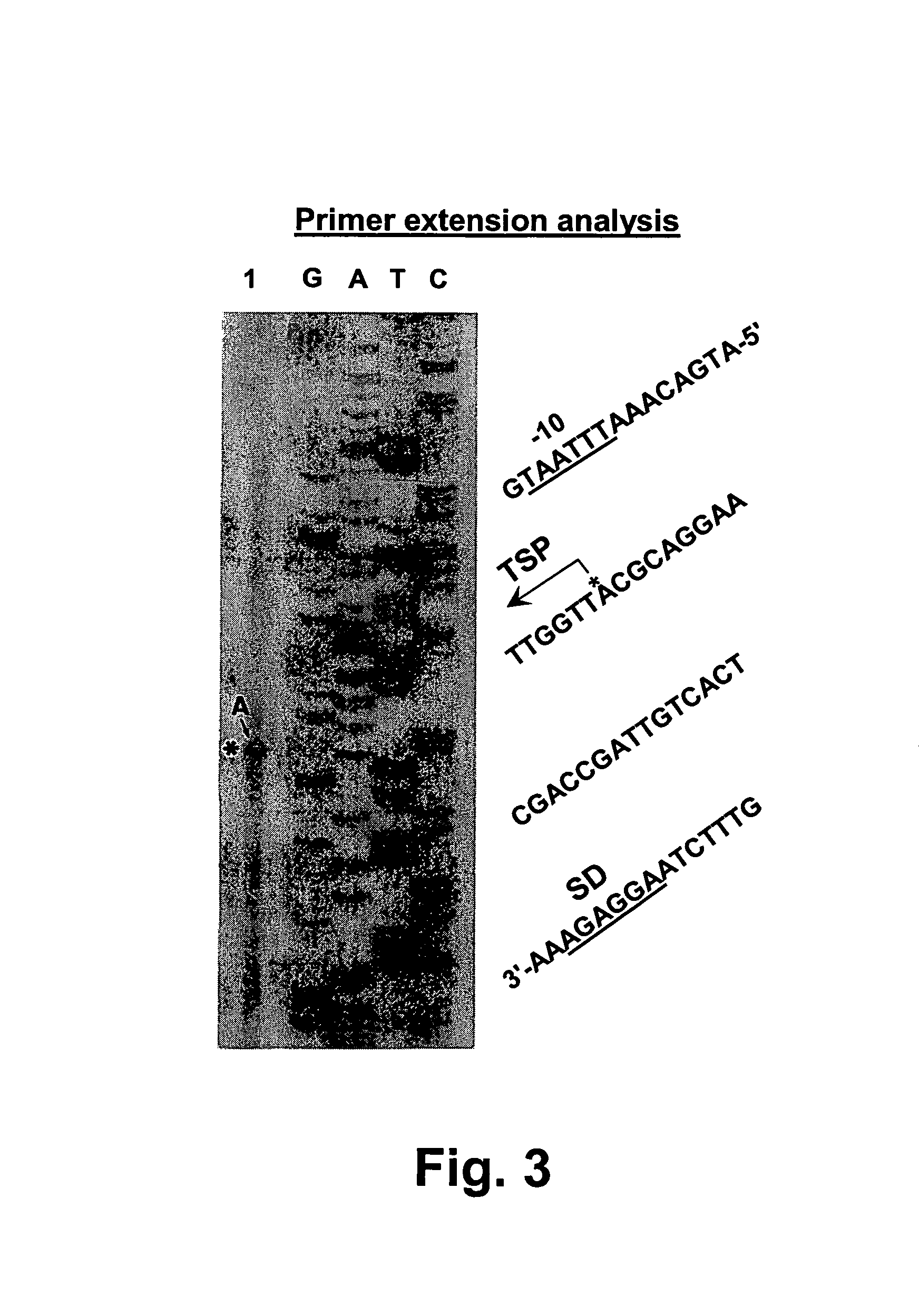 Gene encoding chondroitinase ABC and uses therefor