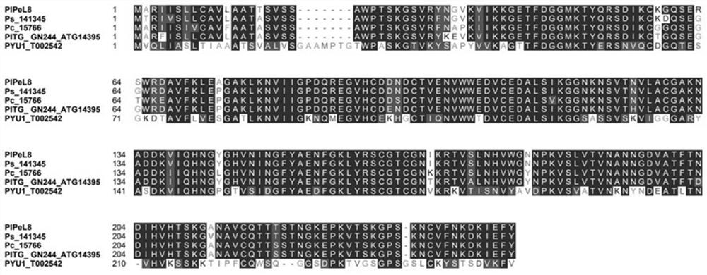 Peronophythora litchii secreting type protein elicitor PlPeL8 and application thereof