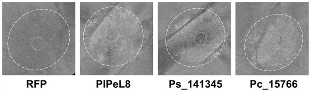 Peronophythora litchii secreting type protein elicitor PlPeL8 and application thereof