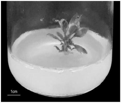 Construction method of agrobacterium tumefaciens-mediated transgenic plants