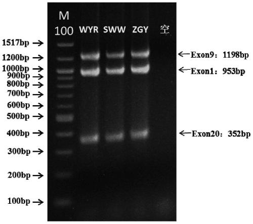 Primer group for detecting PIK3CA gene mutation and application method thereof