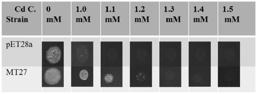 Metallothionein gene MT27, metallothionein obtained through encoding of metallothionein gene MT27 and expression and application of metallothionein