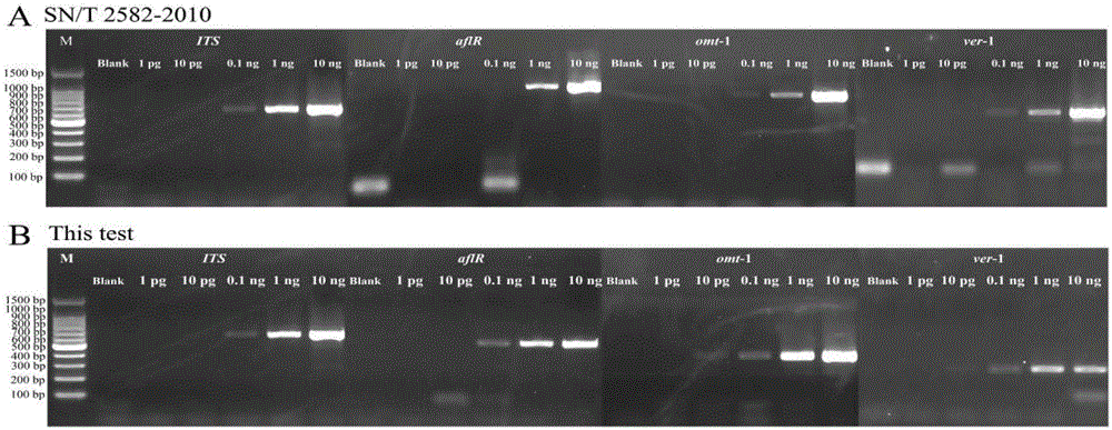 Single PCR detection primer pair group for fungus producing aflatoxin, detection method and application thereof