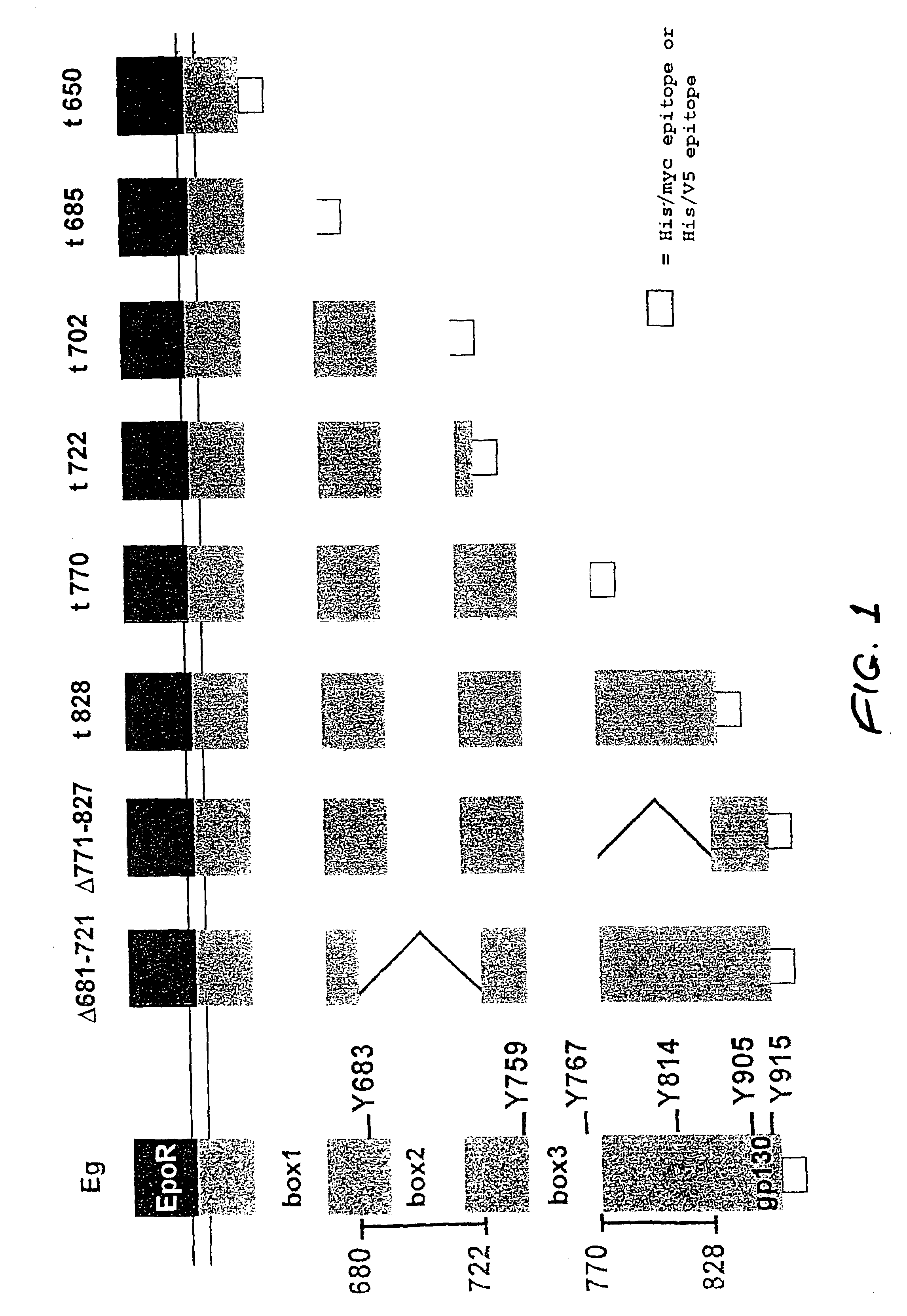 Inhibition of the proliferation of cells of the multiple myeloma