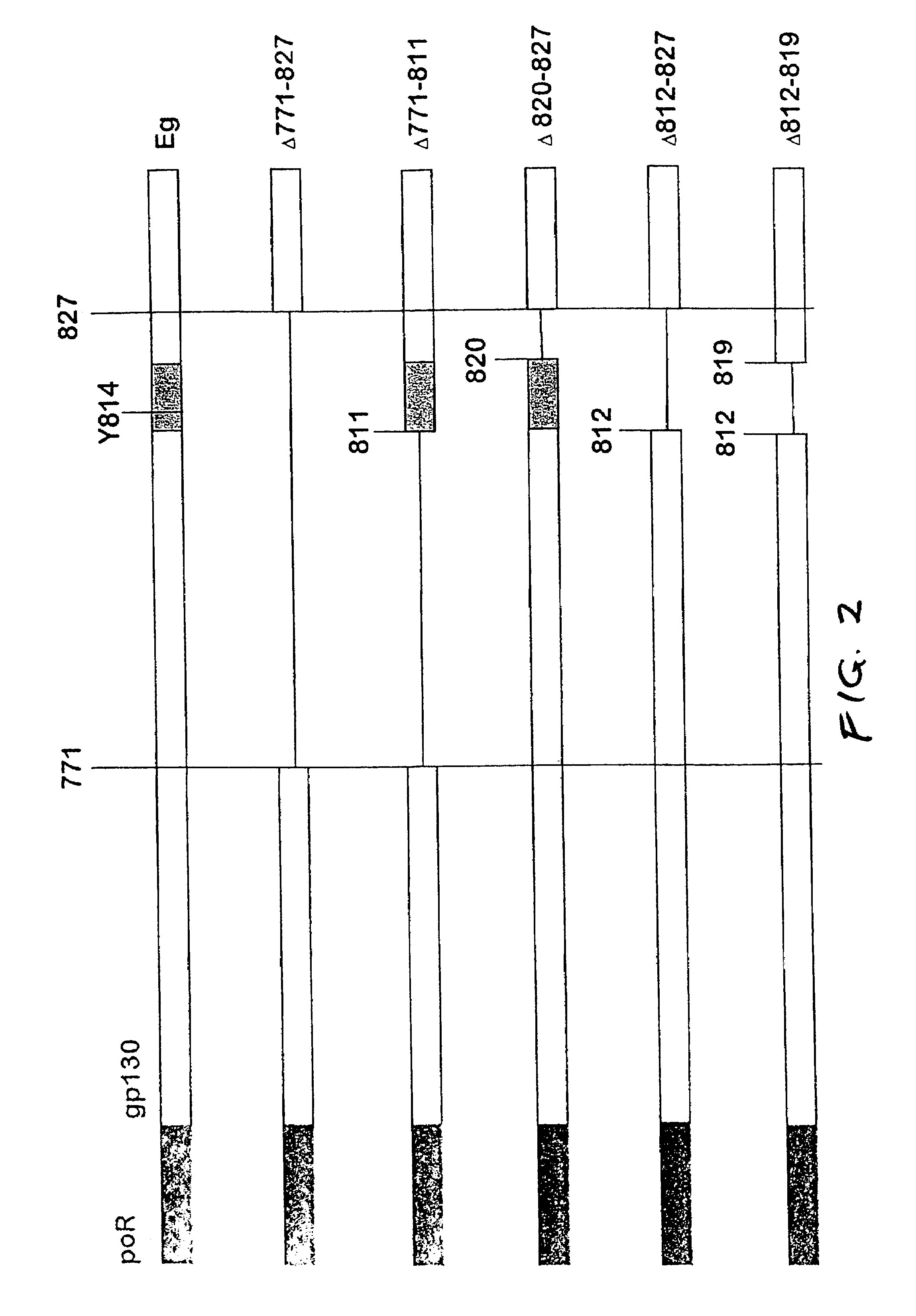 Inhibition of the proliferation of cells of the multiple myeloma