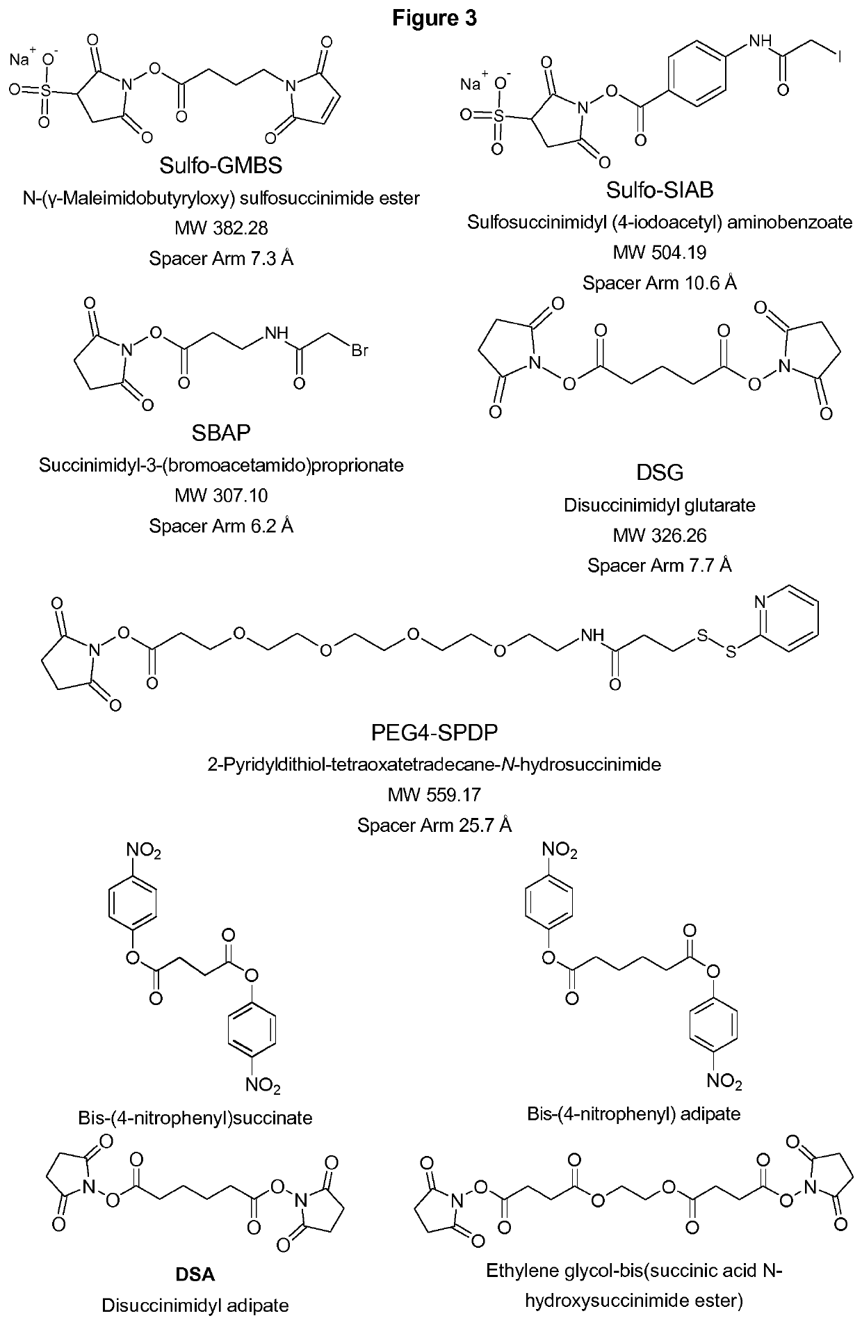 Vaccine against klebsiella pneumoniae