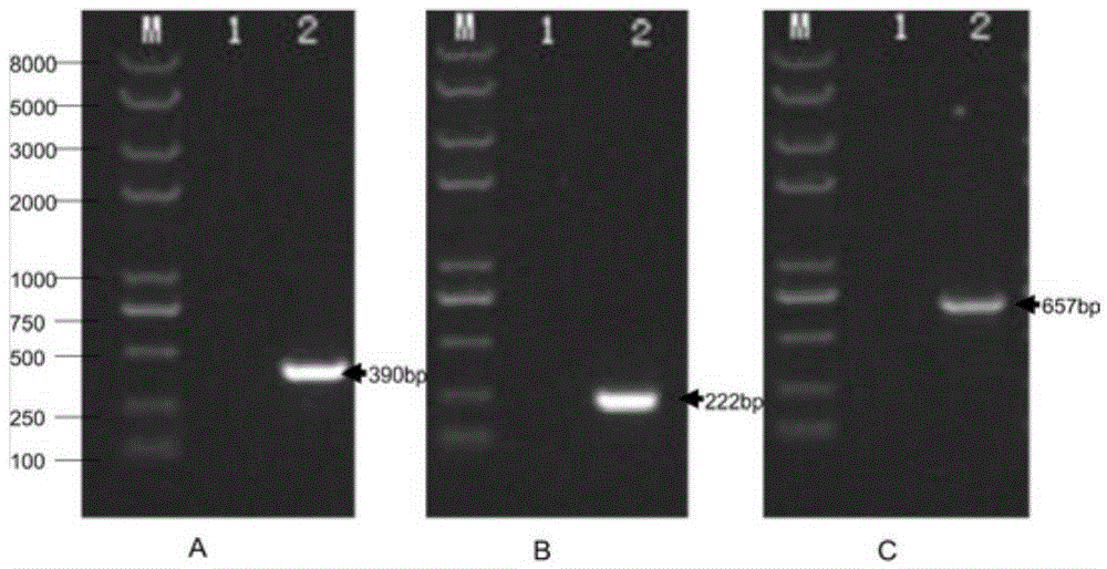 Preparation method and application of staphylococcus aureus TAF fusion protein