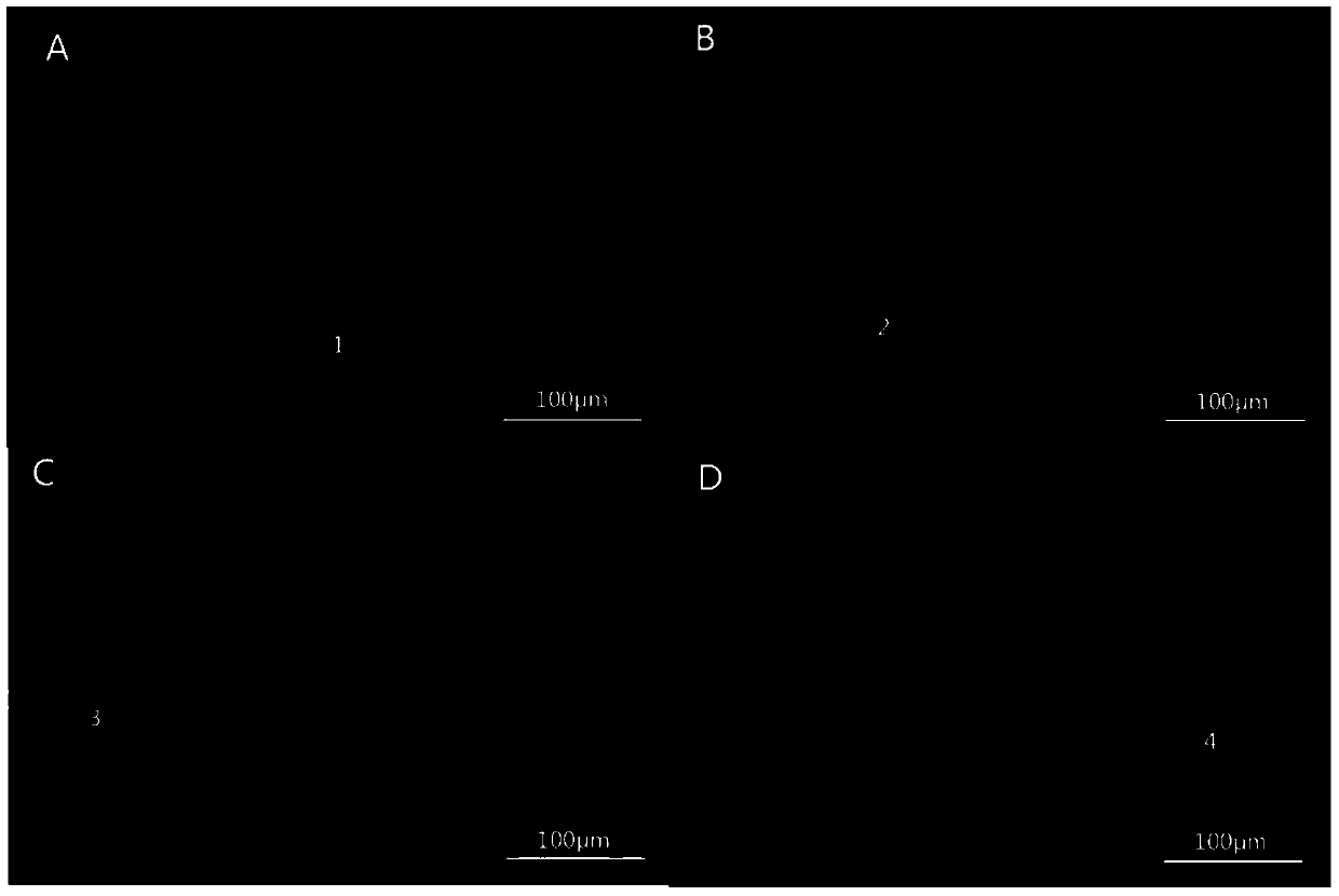 A preparation method and application of biocompatible quantum dots