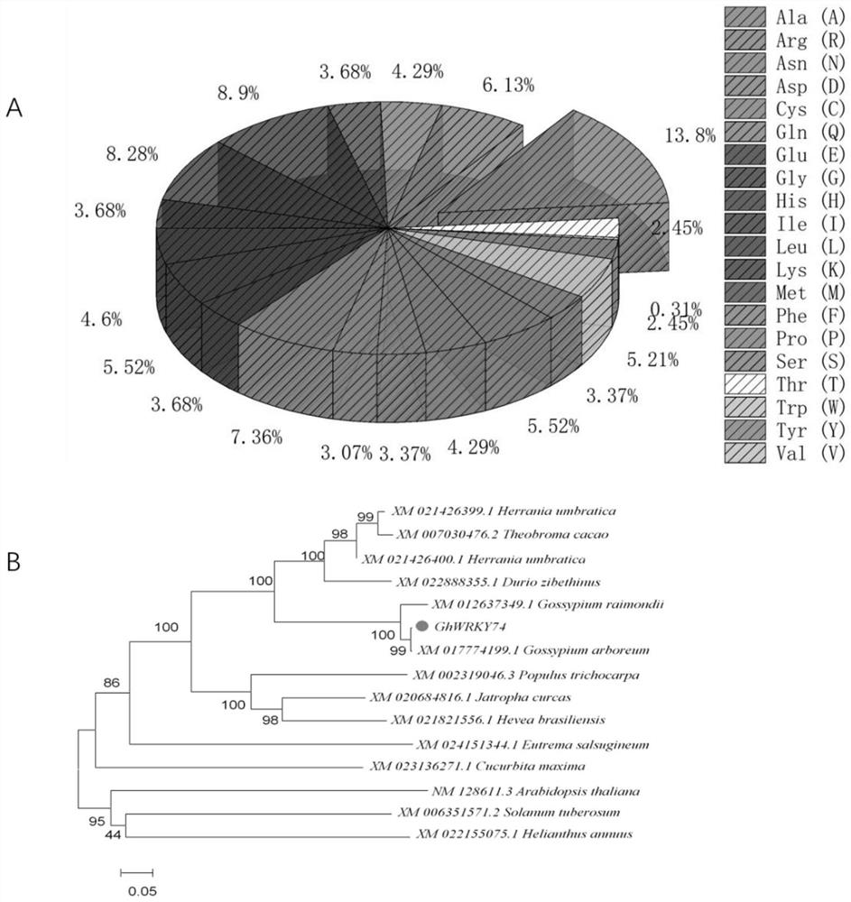 Gossypium hirsutum GhWRKY74 protein, and coding gene and application thereof