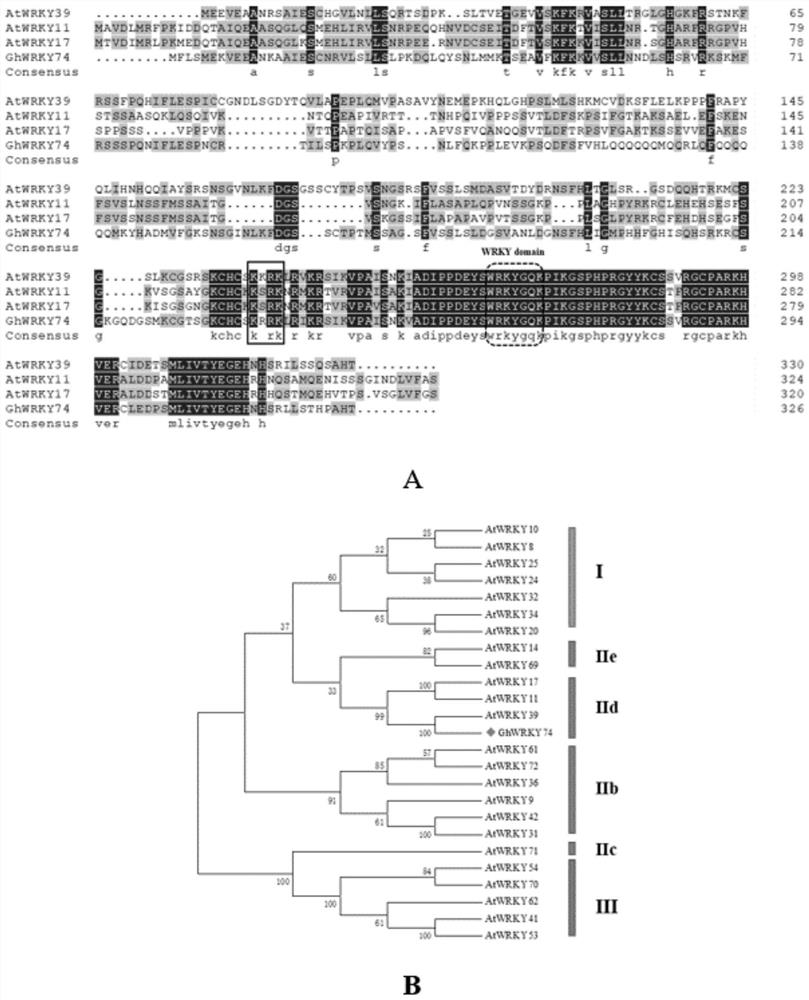 Gossypium hirsutum GhWRKY74 protein, and coding gene and application thereof