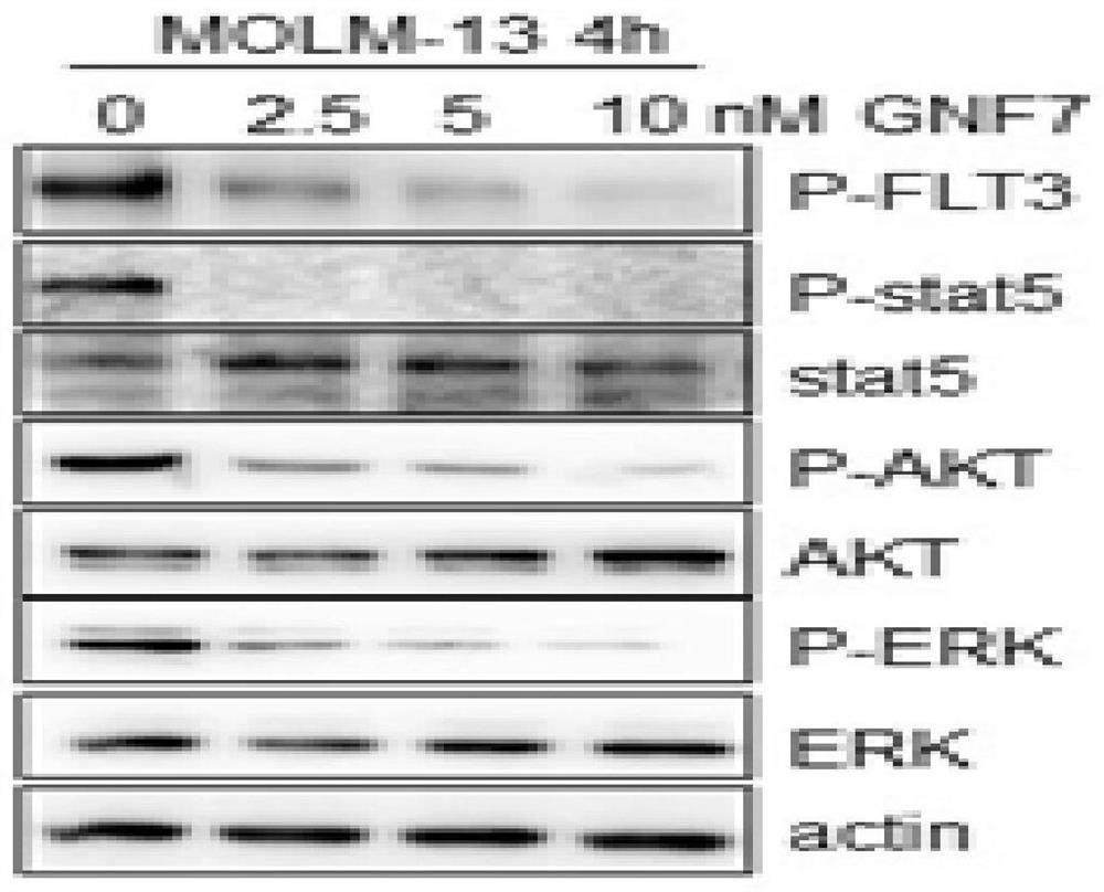 Application of GNF-7 in preparation of FLT3 mutant inhibitor