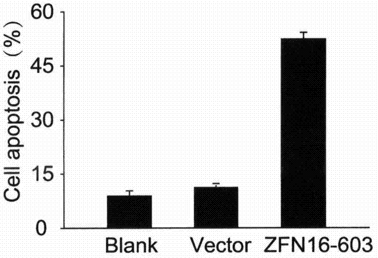 Method for knocking out human papillomavirus e6e7 gene by zinc finger nuclease