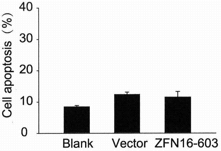 Method for knocking out human papillomavirus e6e7 gene by zinc finger nuclease