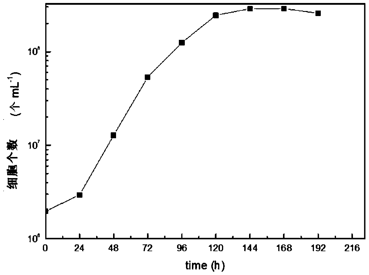 Rapid culture method of chrysophyceae