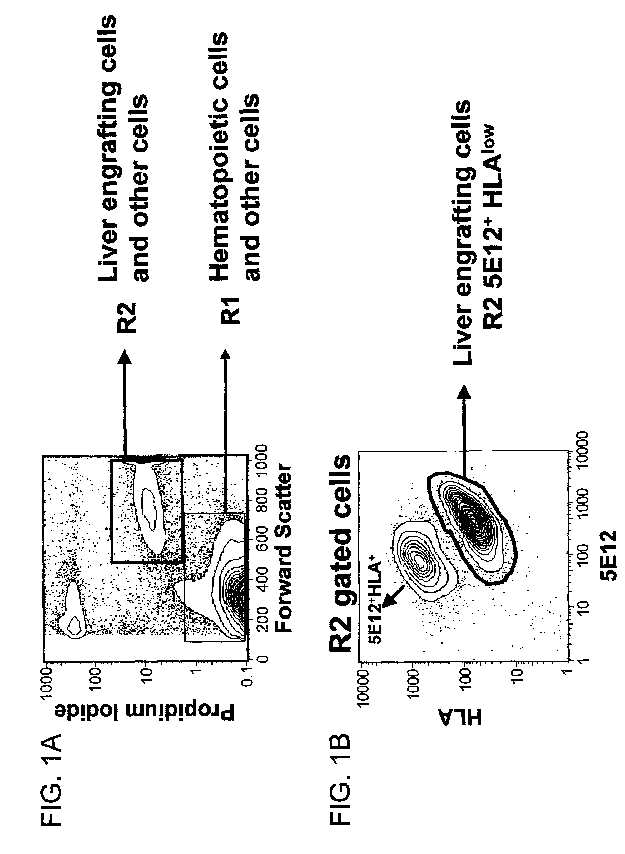 Liver engrafting cells, assays, and uses thereof