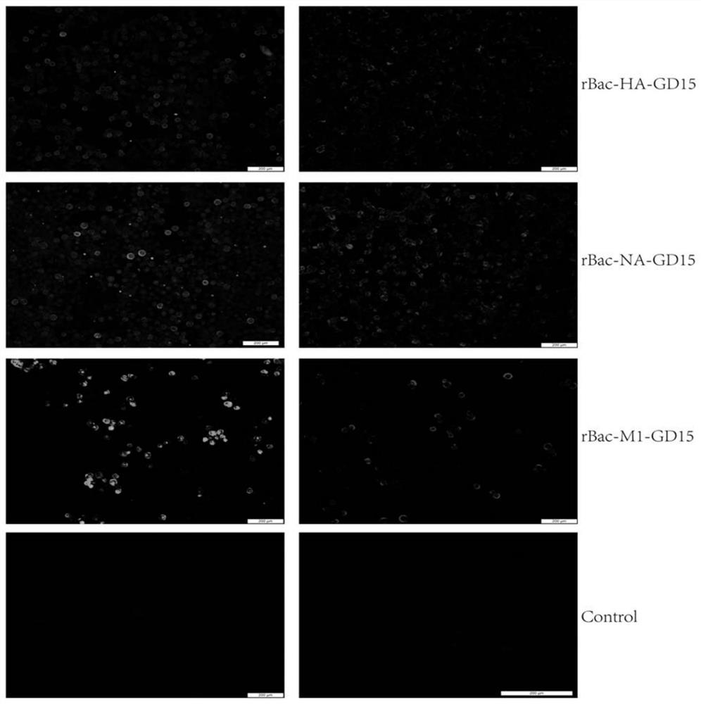 Recombinant H7N9 subtype avian influenza virus-like particle, and preparation method and application thereof