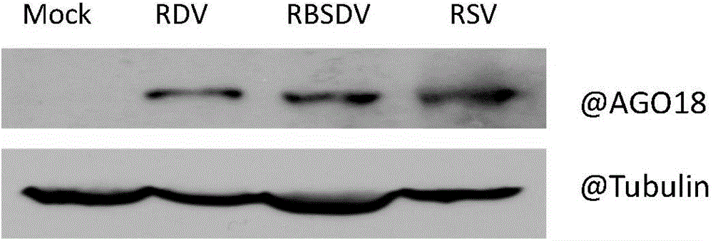 Application of OsAGO18 protein or encoding gene of OsAGO18 protein to regulation and control on resistance of plants on RDV (Rice Dwarf Virus) or virus in same family as RDV