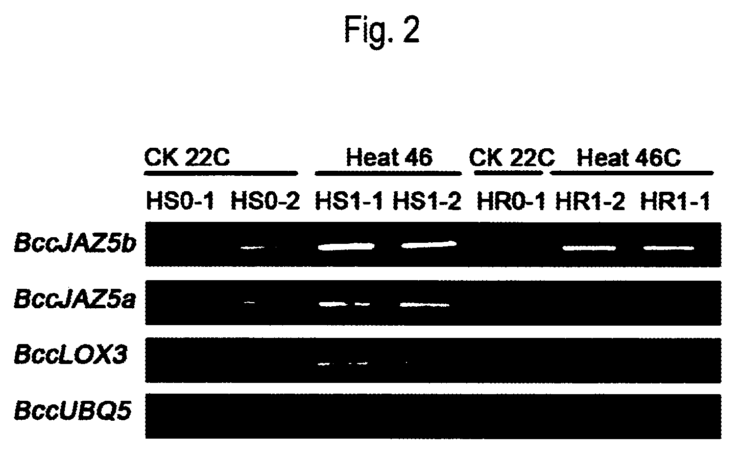Plant heat-resistance gene JAZ5A and use thereof
