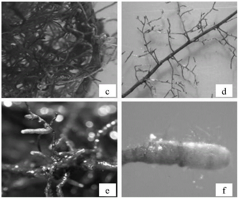 Method for breeding mycorrhizal seedlings by truffles and quercus acutissima